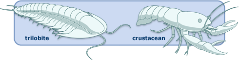 The trilobite and crustacean