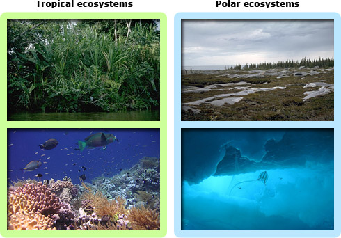 Tropical vs. polar life