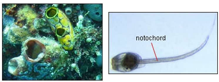 Tunicate adults, left. Tunicate larvae, right. 