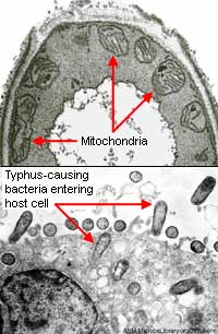 Mitochondria may be descended from relatives of a typhus-causing bacteria.