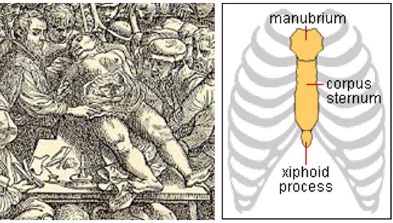 Left, Vesalius dissecting a cadaver; right, the human sternum has three segments. 