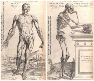 Images from the fabrica. Left, illustration of a man's muscles; right, illustration of a skeleton. 