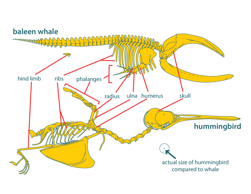 Skeletons of whale and hummingbird (not to scale) with homologous features labeled.