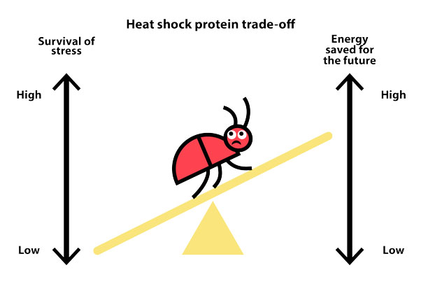 heat shock protein trade-off