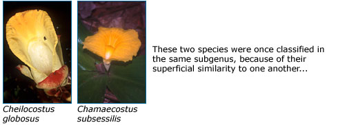 These two species were once classified in the same subgenus, because of their superficial similarity to one another...