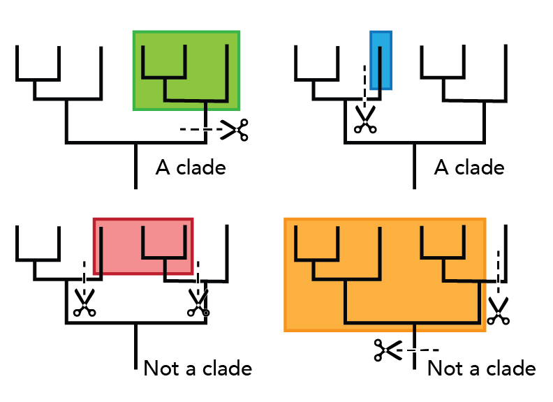 Four different phylogenies. Top left shows a clade (comprised of three descendents with two speciation events) highlighted in green. Top right shows another clade (only one descendent) highlighted in blue. Bottom left shows two descendents connected by a common ancestor and another descendent that is physically close in the phylogeny but not connected all highlighted red and labeled "not a clade." Boottom right shows another "not-clade," which is all but one descendent of the phylogeny highlighted in orange.