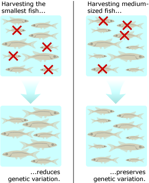 Harvesting only the smallest fish reduces genetic variation, while harvesting only the medium-sized fish preserves genetic variation.