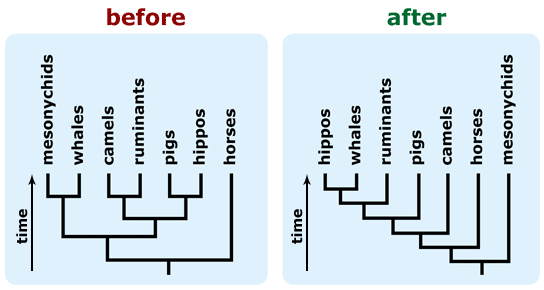 Old and new trees of Cetartiodactyla phylogenies