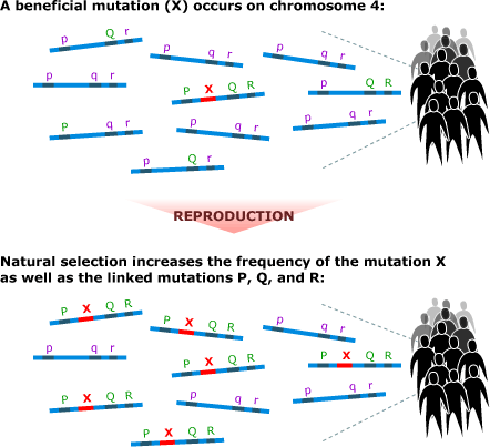 Mutation graphic
