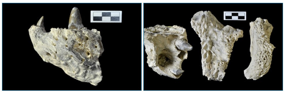 Crocodylus anthropophagus jaw fragment (left). Other Crocodylus anthropophagus fossils (right).