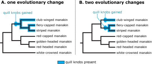 possible ways quill knobs evolved