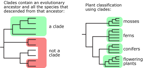plant classification which names clades