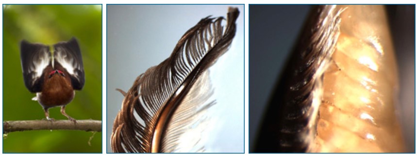 The club-winged manakin raises its wings over its back to make a violin-like hum. The pick-shaped wing feather (center) rubs over ridges on the club-shaped wing feather (right) to produce a violin-like hum.