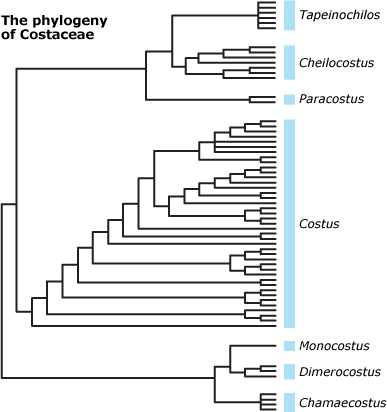 phylogeny of Costaceae