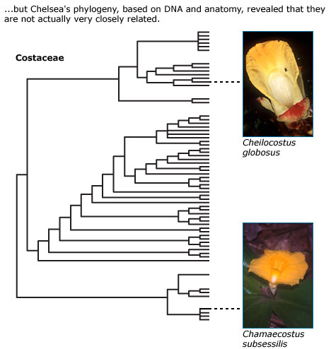 ...but Chelsea's phylogeny, based on DNA and anatomy, revealed that they are not actually very closely related.