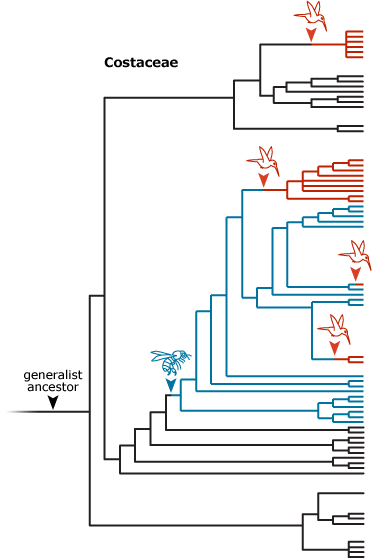 In Costaceae, bee pollination evolved once and bird pollination evolved four times.