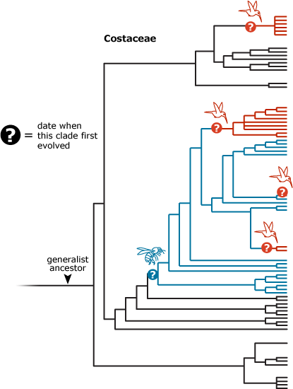 Chelsea had to find out when these clades first evolved to know how long these clades have existed.