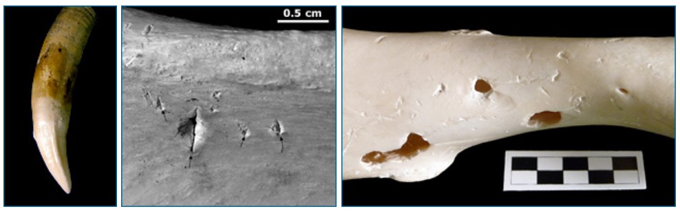 Left: A crocodile tooth showing a carina, the ridge running upwards from the tip of the tooth. Middle: Bisected marks from Jackson's feeding experiments. Right: Punctures from Jackson's feeding experiments.