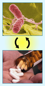 bacteria and antibiotics