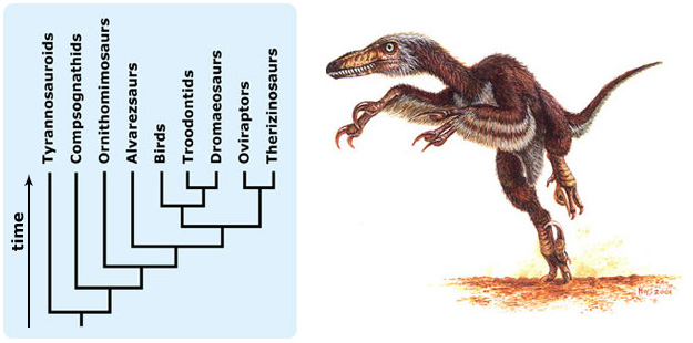 Dinosaur/bird phylogeny and reconstruction of a feathered dino