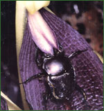A dung beetle attracted to a smelly flower.