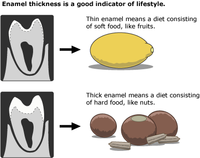 Enamel thickness is a good indicator of lifestyle.