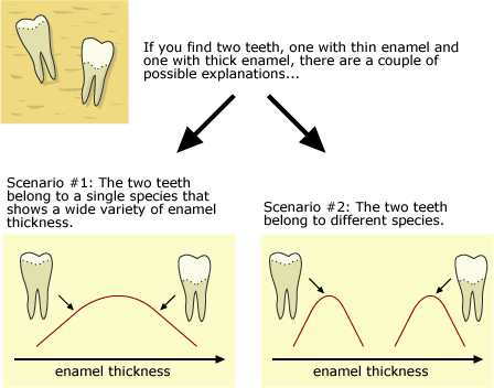 If you find two teeth, one with thin enamel and one with thick enamel, there are a couple of possible explanations.