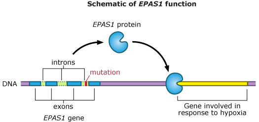 EPAS1 function