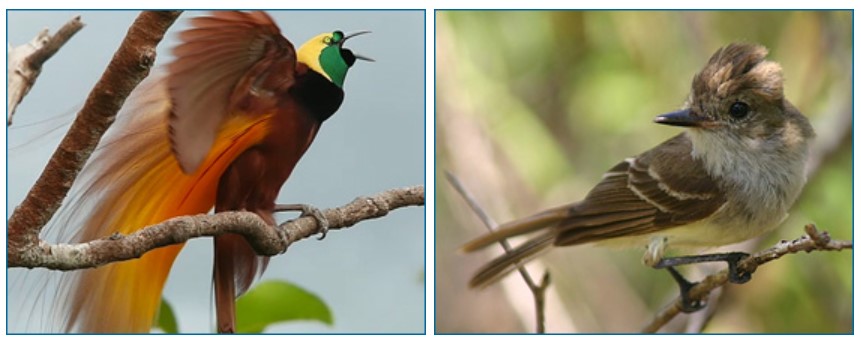 The male Greater Bird of Paradise, Paradisaea apoda (left); the Galapagos Flycatcher, Myiarchus magnirostris (right).