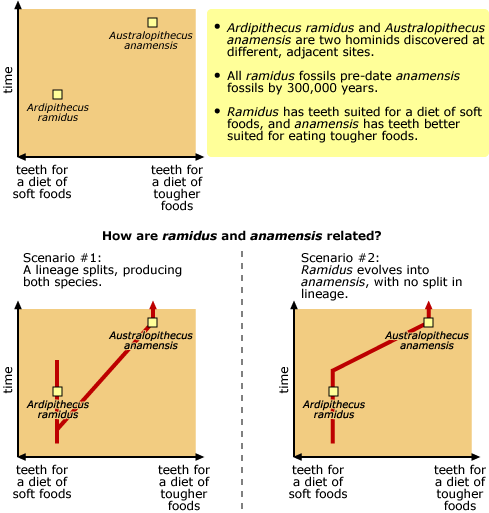 scenarios to explain the relationship between A. ramidus and A. anamensis