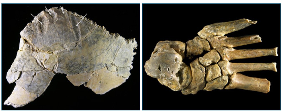 Left: This right parietal bone of Homo habilis exhibits what may be bite marks from a carnivore. Right: Possible crocodile bite marks on the talus of a Homo habilis foot.