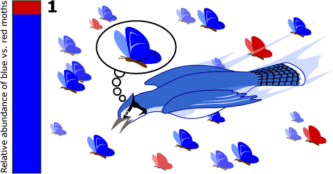Blue jays search for blue moths