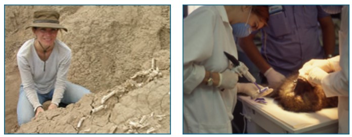 Leslea prospecting for fossils in Ethiopia (left) and making a mold of a baboon's teeth in San Antonio (right).