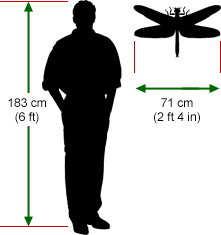 A silhouette of a 6ft tall man stands next to a silhouette of a giant dragonfly with a wingspan of 2ft 4in. 