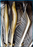 Three unusual feathers from the club-winged manakin wing
