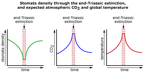 Stomata density through the end-Triassic extinction dropped, and that meant increased atmospheric CO2 and global temperature