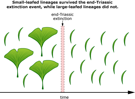 Small-leafed lineages survived the end-Triassic extinction event, while large-leafed lineages did not.