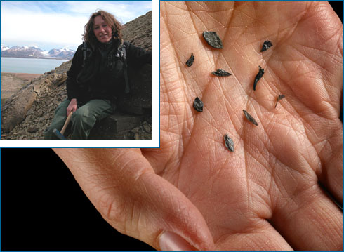 Dr. Jennifer McElwain collecting fossils in Greenland, and a handful of 180 million year old fossilized conifer leaves from Denmark. Such fossils hold clues to Earth's past environments.