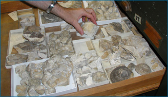 Mollusk fossils in a museum collection