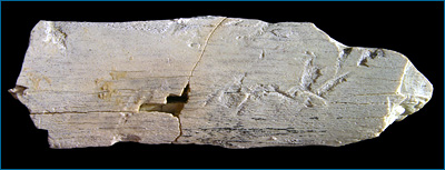A fossilized limb bone of an antelope-like animal with predator bite marks