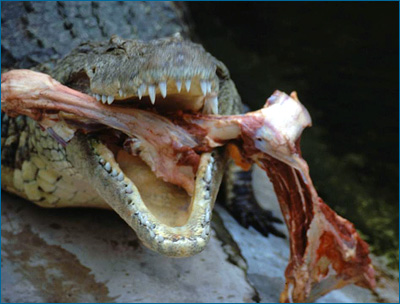 A crocodile in one of Jackson's feeding experiments tears up a carcass