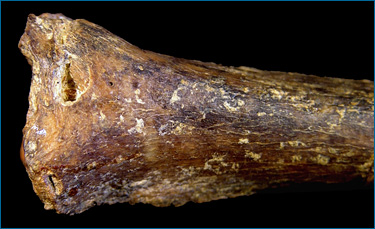 Homo habilis leg bone (tibia) bearing tooth punctures on the distal portion