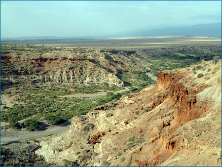Though Olduvai Gorge is dry today, millions of years ago it was a wetland teeming with wildlife.