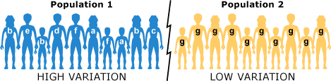Two human populations: one with several versions of a protein and another with only one version