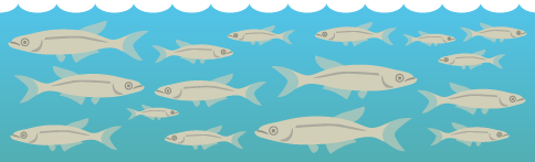 a population of fish with variation in body size