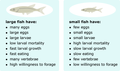 comparison of the traits of small and large fish