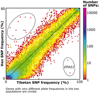 SNP frequency graph