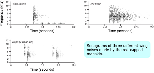 Sonograms of three different wing noises made by the red-capped manakin.