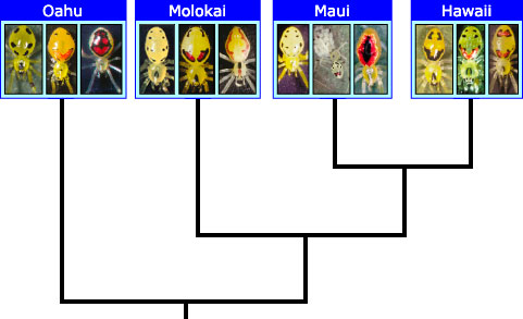 Hawaiian happy face spider cladogram