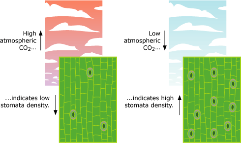 high atmospheric carbon dioxide leads to low stomata density, and low atmospheric carbon dioxide leads to high stomata density